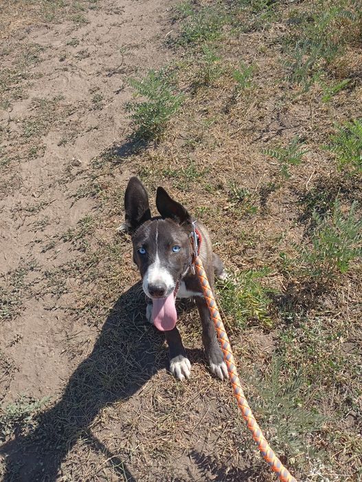 Тинки ищет себе дом