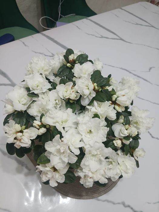 Продам комнатные цветы