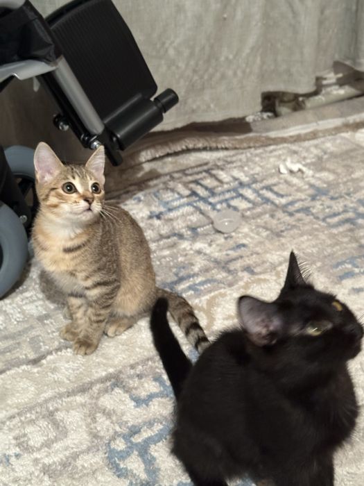 Муфаса и Сараби ищут дом