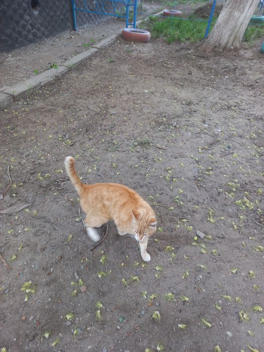 Добрый Рыжий симпатяга кот