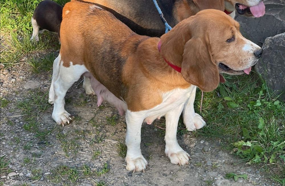 Beagle tricolor de top pedigree