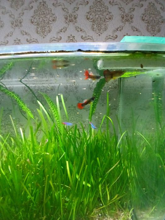 Продам мол/ых гуппи