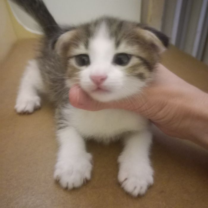 Вислоухий котёнок мальчик 1,5мес