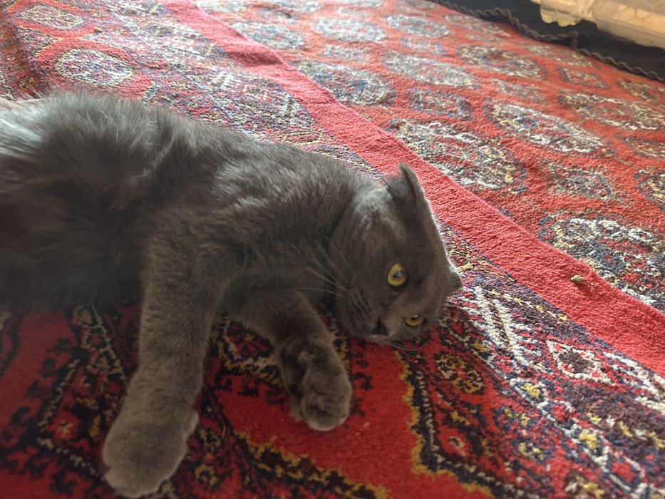 Mushuk zori Scottish Fold (Shotland buklama quloqli)