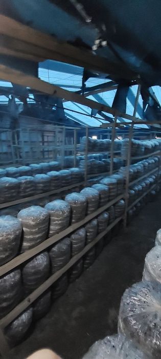 Вешинки   Грибы. Семена КА  17  штп