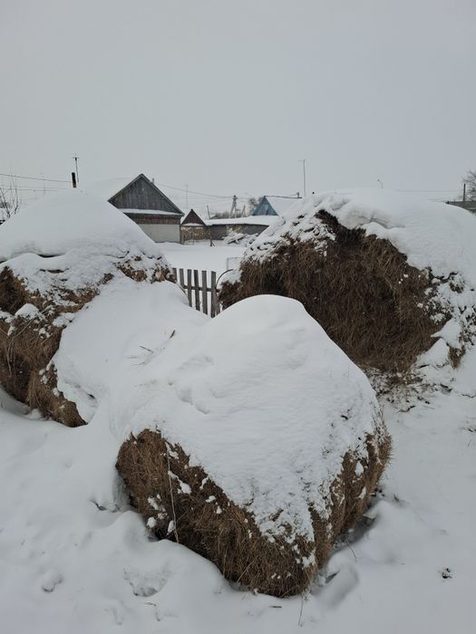 Продам сено и овес