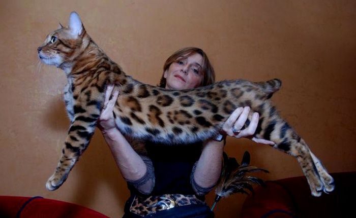 Вязка котов, Британский, Золотая шиншилла, Бенгальский. Skotitish Fold