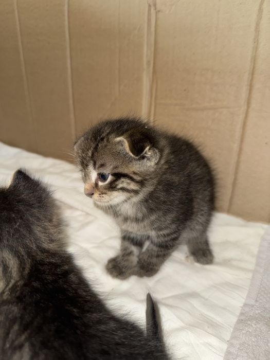 Продаются котята