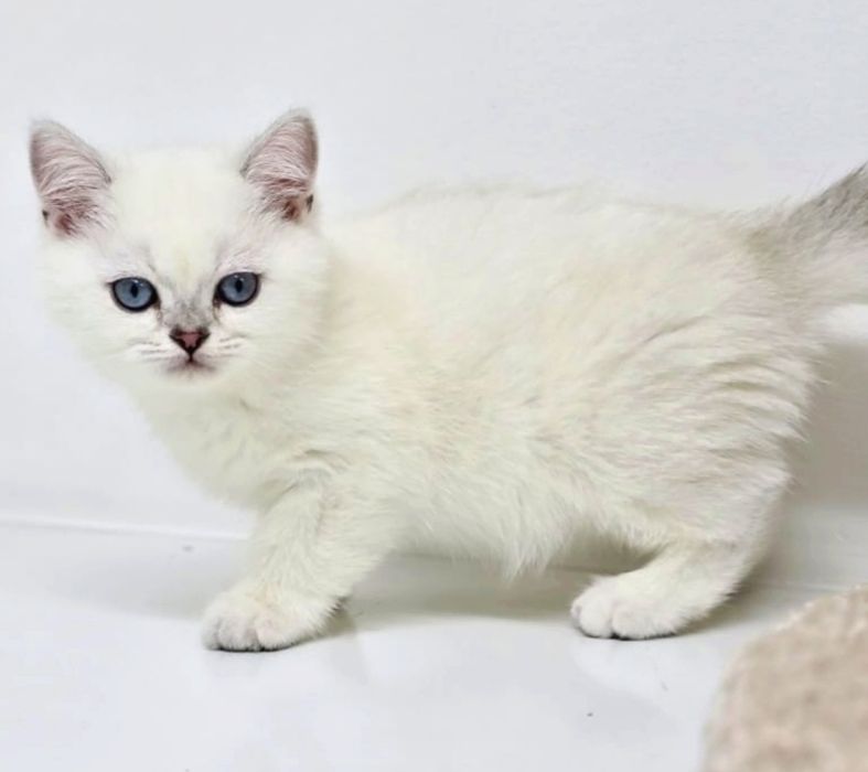 Котики и кошечки британские