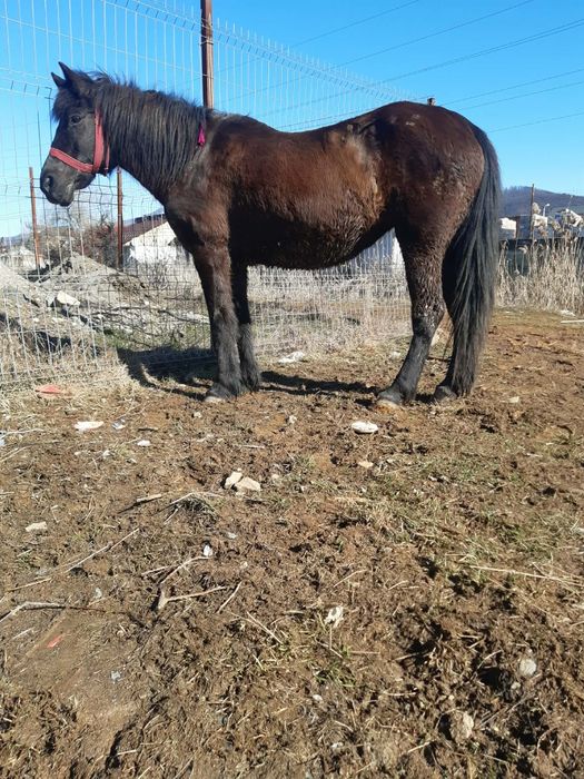 De vânzare iapa bună de ham de 7 ani