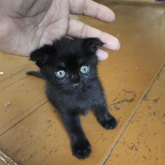 Продам котят вислоухие