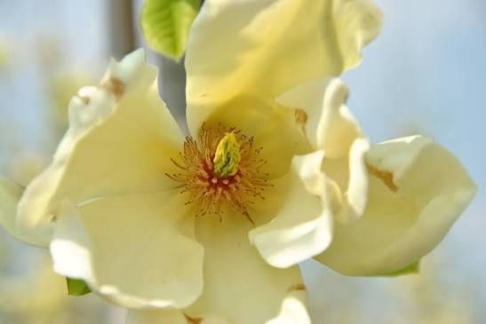 Magnolia Yellow River
