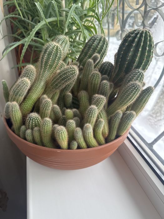 Продаю комнатные растения