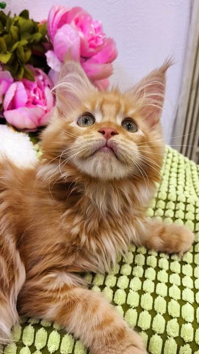 ПЛАМЕННЫЕ !! МЕЙН куны, котята