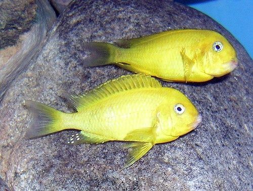 Африкански Цихлиди Танганика