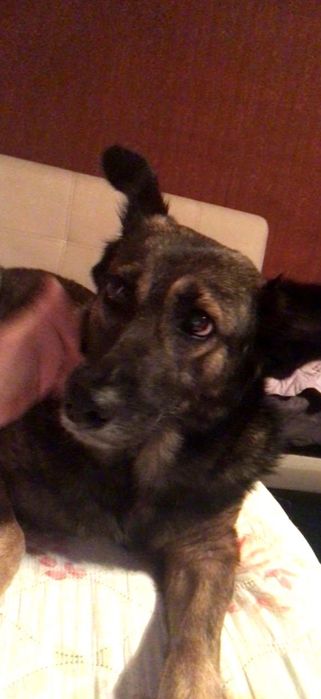 Улично куче за осиновяване