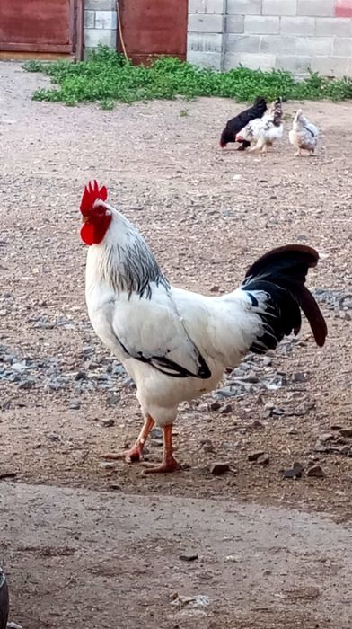 Продам домашних курей.