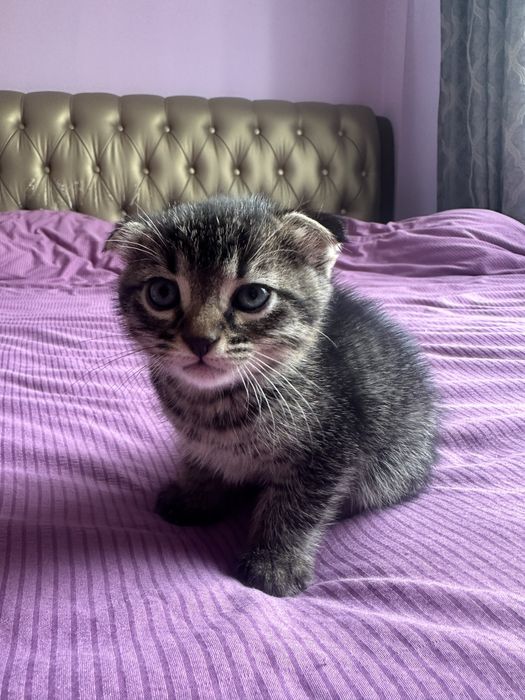 Котенок,вислаухи