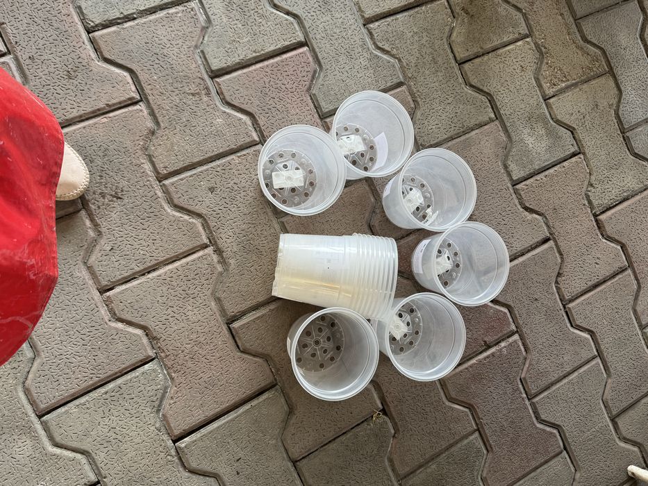 Горшки для рассады и цветов прозрачные новые