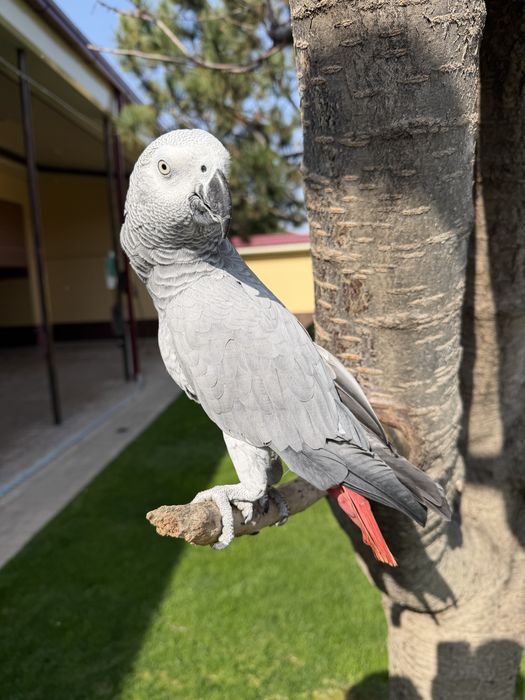 Жако сотилади 10 тача гапи бор яхши гапиради ручной, мода.