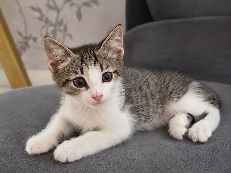 Отдам игривого котенка спасеныша