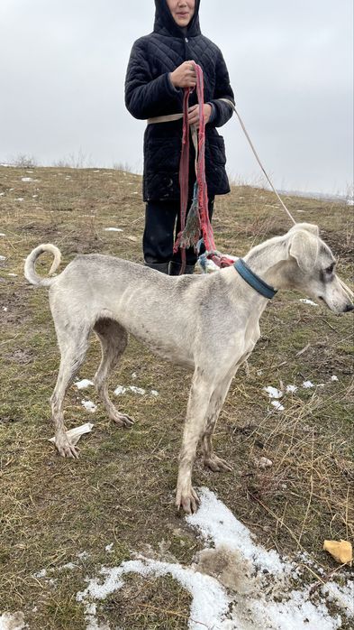 Тазы күшік сатылады