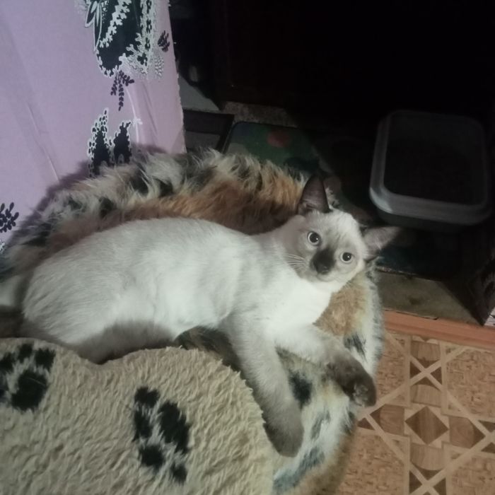 Отдам котика в надёжные, добрые руки.