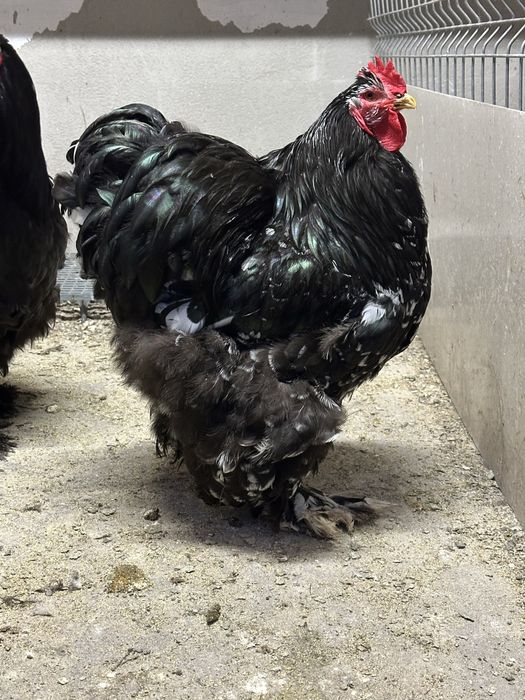 Cocosi cochinchina bobat / albastru