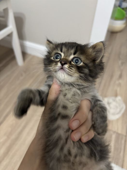 котик мальчик продается