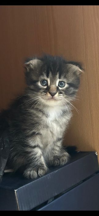 Отдам в добрые руки котят