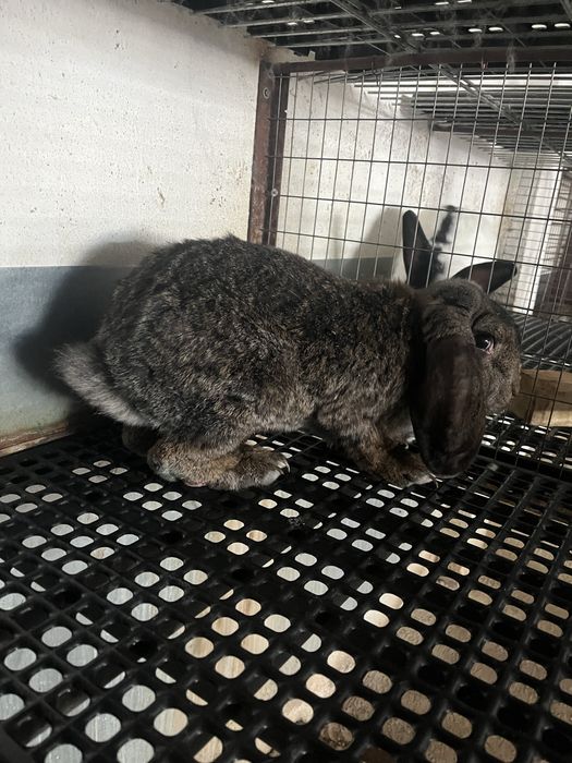 зайци за клане и разплод