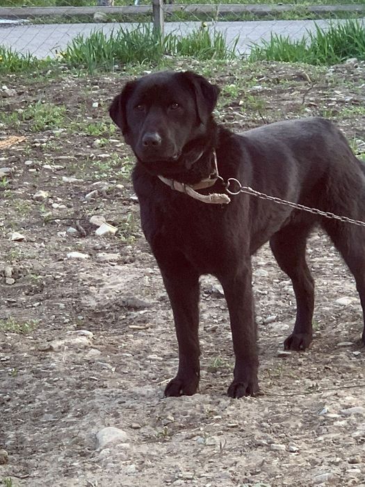 Adoptie catel negru