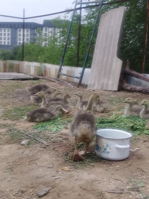 Продам гусьей 1 месяц