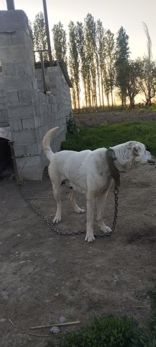 Алабай сука 2 год