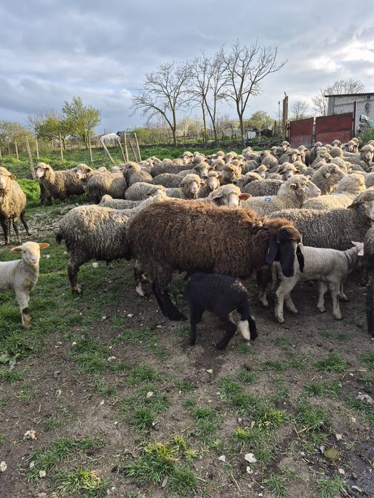 Mioara cu miel de rasa