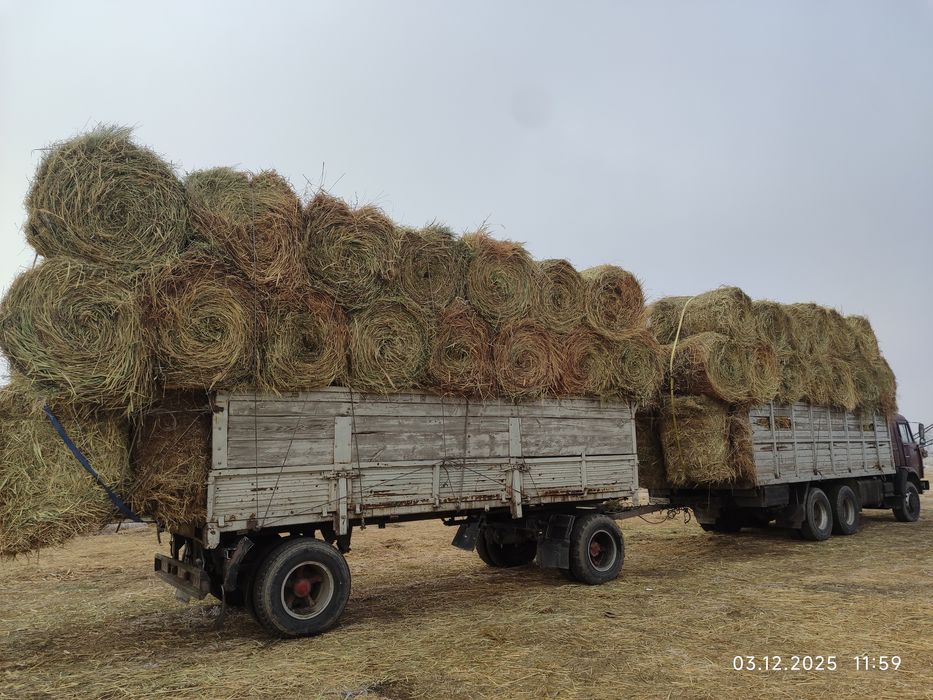 Сено жоңышқа сабан қамыс