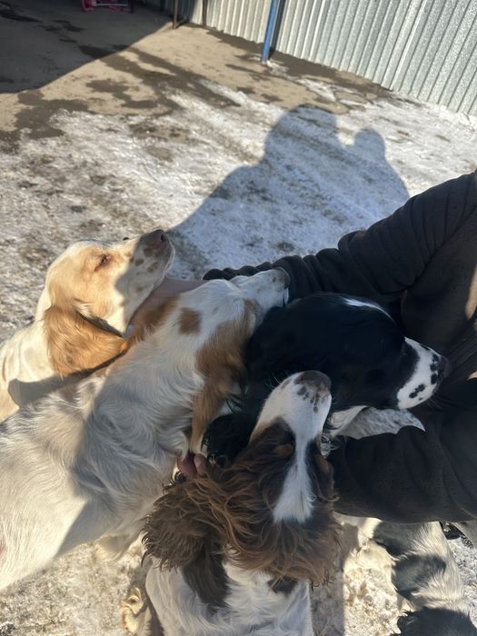 Продаются щенки спаниеля от рабочих собак