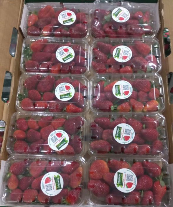 Свежая клубника Египет