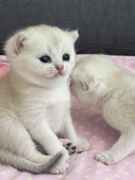 Британский шиншила котята