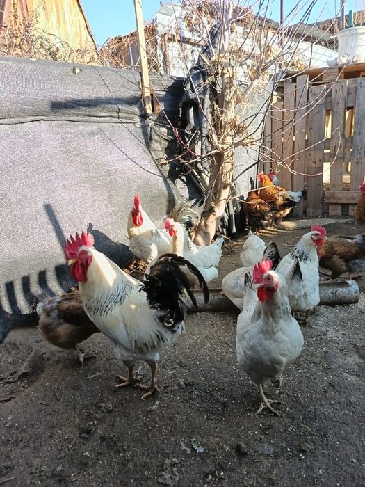 Продам кучинская юбилейная