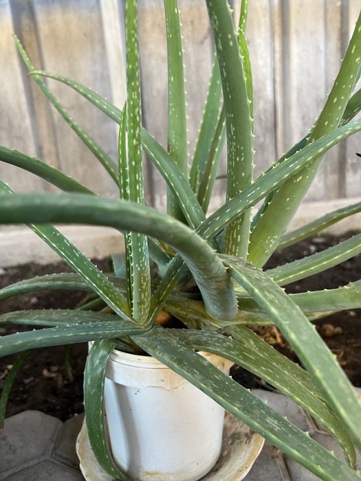 Лечебный алоэ молодой