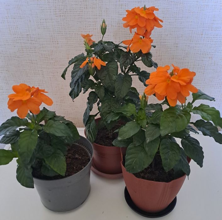 Продам комнатные цветы