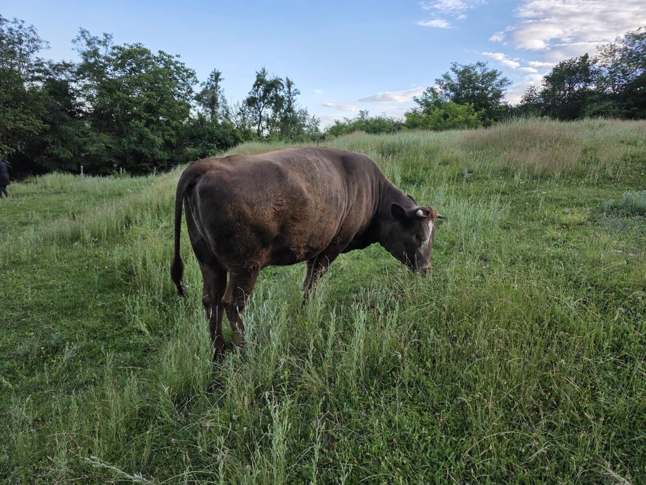 Vaca de vanzare GESTANTA