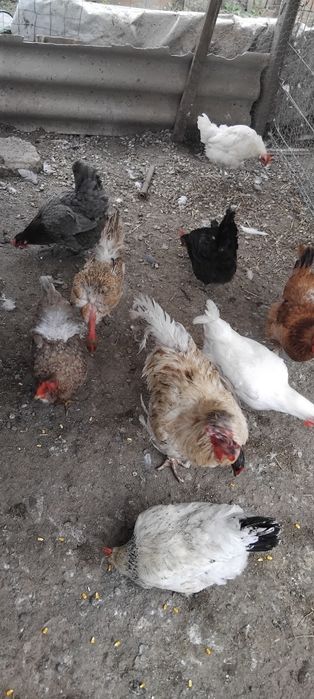 Vând găini românești , 2 labress , 2 gâște și 4 rațe