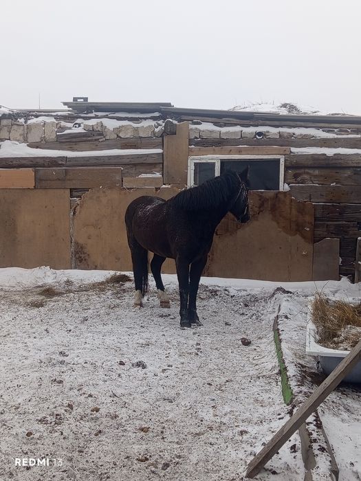 Продам коня ездовой кастрат