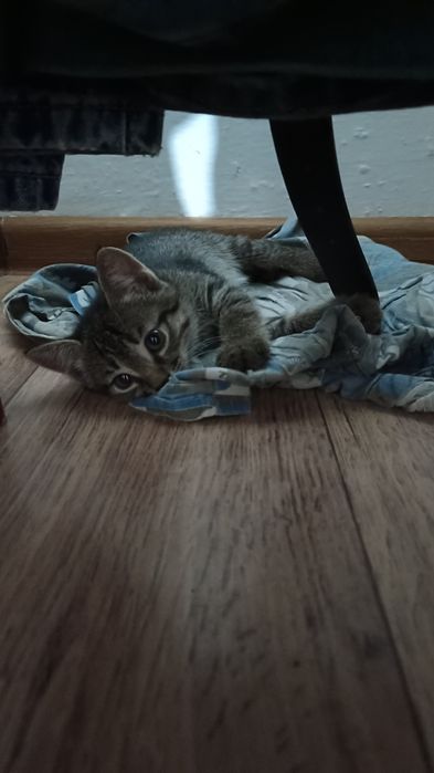 Котята в хорошие руки