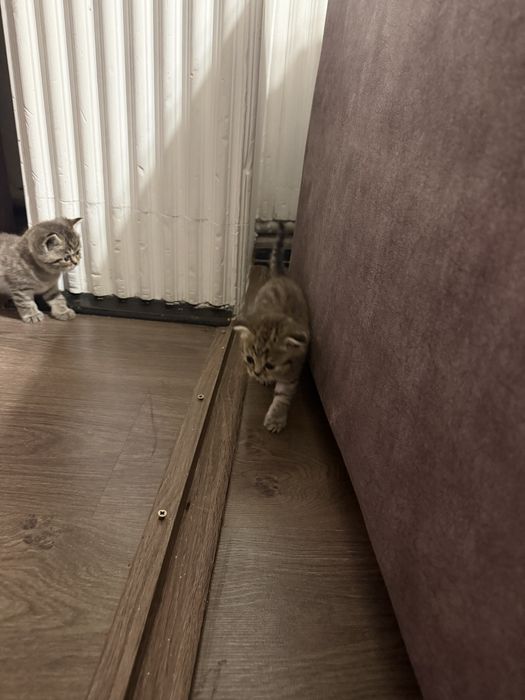 Продам котят шотладских вислоухих