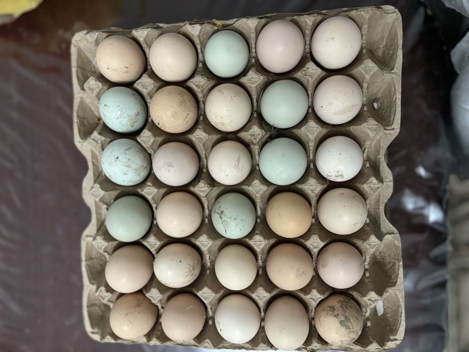 Породистые курыы