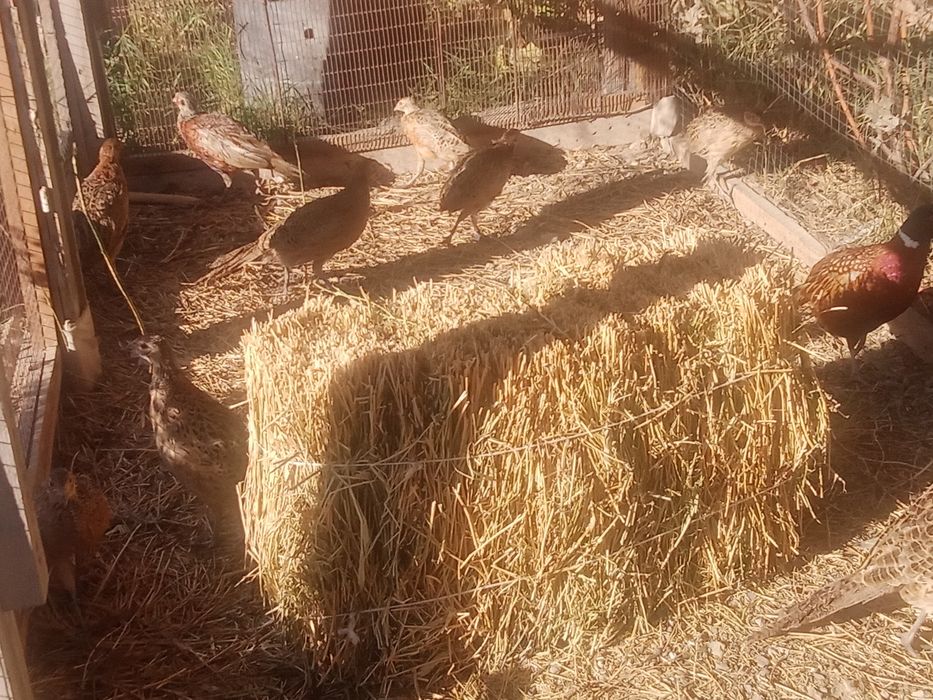 Фазаны қырғауыл сатылады