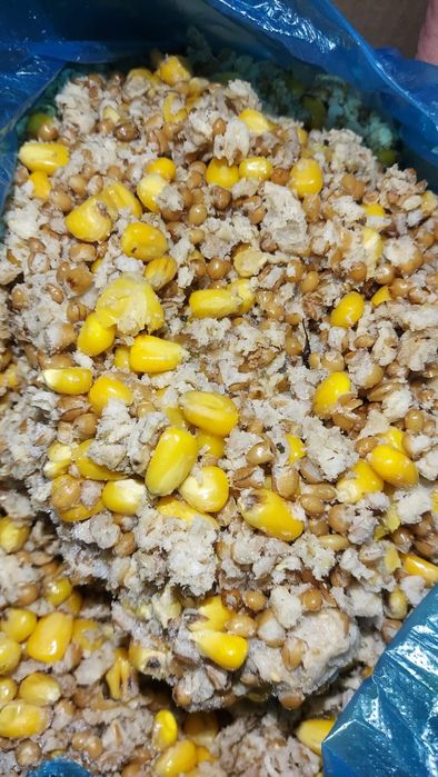 Кукуруза варёная для рыбалки